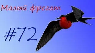 Малый фрегат
