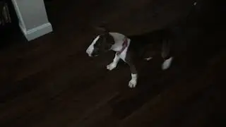 Tessa puppy hates Roomba