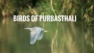 Purbasthali 2026 | Bird Activities | Bird Behaviour | Chupi | @leavingthefootprints5546 
