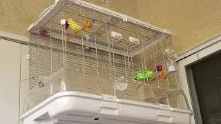 German roller canary singing