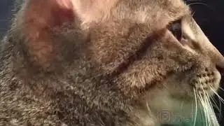 MISCI TU NON MI CAPISCI :(