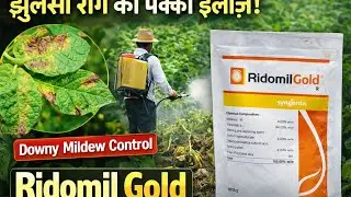 Ridomil Gold Fungicide | Late Blight & Downy Mildew का पक्का इलाज | सही Dose और सही Time#agriculture
