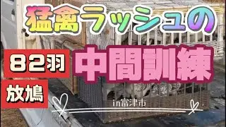 名取レースの中間訓練しました。途中でも、猛禽に追われ、帰還してからも、追われていた鳩たち