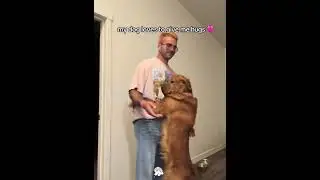 A dogs love is unconditional 🥰🥰#dog #love #doglove #fyp #foryou #usaus #cute #family #pet #fly