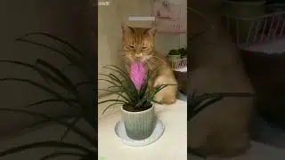 Милые котята 🥰 мяукают 😻 # Часть 7538