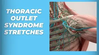 Thoracic Outlet Syndrome: Self Myofascial Release on the Pec Minor and The Doorway Stretch