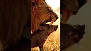 Лев против самки бородавочницы: величайшая сделка в истории природы! 😱🦁 #шорты #дикаяприрода