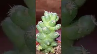 Coryphantha runyonii v.brevispina