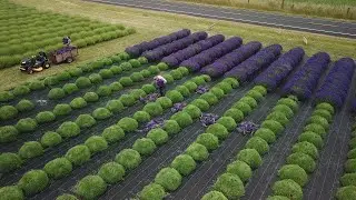 Wonderful Lavender Fields Harvest - Lavender Essential Oil Distillation - Making Of Lavender Soap!