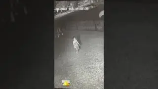 Duende real captado por c&aacute;mara de seguridad 😱😱😱