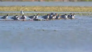 River  tern