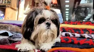 Fatehabad to Sirsa, Apna Ghar | Full Vlog | 