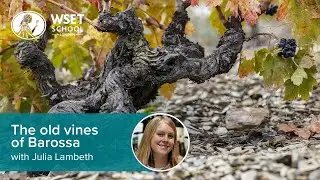 The old vines of Barossa with Julia Lambeth DipWSET