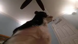 ziggy vlog