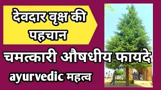 Deodar/Cedar Tree Benefits and Identification // Ayurvedic Importance @RajeshAyurvedicTips