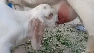 White Baby Goat Drinking Milk from White Mother Goat 🐐🥛 | Pure Village Love