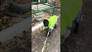 #собака #dog #суперсобака #прогулка canecorso #пес #смешно #юмор #прикол