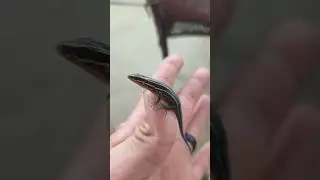Little godzilla #fivelinedskink #skink #georgiacritters #itsababy #reptiles #middlegeorgia #skinks