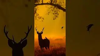 SOME MAGICAL MOMENTS OF ANIMALS - ANIMALS - ANIMALS IN FOREST #animals #animallover
