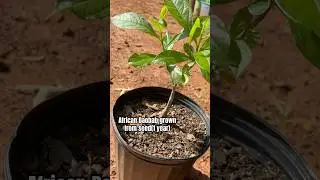 African Baobab tree(Grown From Seed)