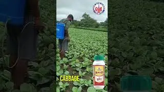 Transform Your Cabbage Harvest | Bullet insecticide Demo in Betul, Madhya Pradesh
