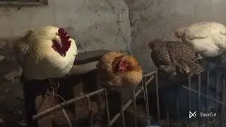 Ось це моє все хазяйство 