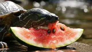 🍉 Juiciest ASMR: Tiny Turtle Watermelon Crunch 🔊