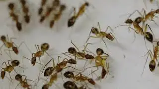 Amputation in Carpenter Ants