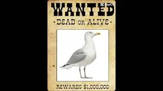 What did the gull do