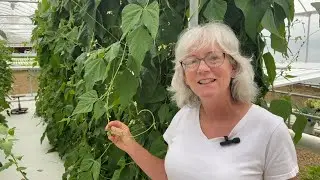 New High Tunnel automation, Bato Beans, and hydroponic Rockwool update.