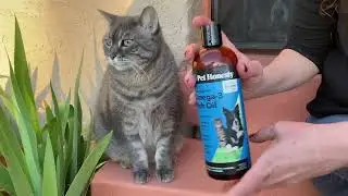 Review Of Pet Honesty Omega 3 Fish Oil For Cats And Dogs - Is It Any Good?