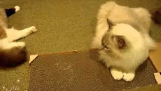 Floppycats.com Reviews the KONG Double Cat Scratcher