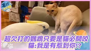 超欠打的鸚鵡只要是貓必開咬 貓:我是有惹到你!?