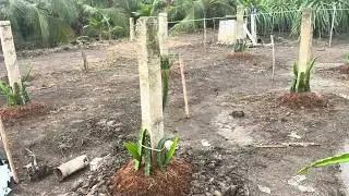 Làm ụ trồng mới thanh long