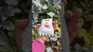 Red Radishes in my Terrace Garden| Winter vegetable | Container Gardening