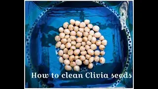 How to Clean Clivia Seeds FAST 🌱 | Utopia Clivias Secret Method!