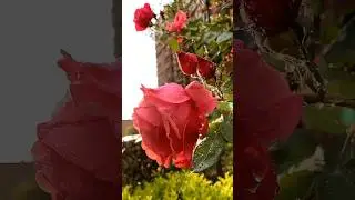 rose flower video #rose #roseflower #flowers #shorts