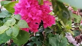 Relaxing Music for Relieving Anxiety and Stress | Calm Mind, Deep Relaxation, Peaceful Ambient Music