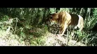First ever National Tiger Survey of Bhutan (2014-2015)