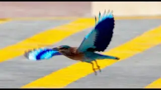 Birdography: INDIAN ROLLER @ MUSHRIF PARK, DUBAI