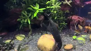 Elephantnose Fish and Congo Tetras