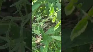Ya crecen los #TOMATES