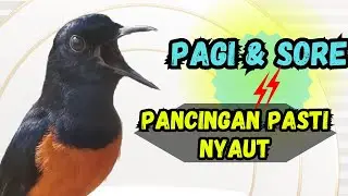 PANCINGAN MURAI BATU GACOR PAGI & SORE SEKALI DENGAR MURAI BATU MACET PASTI NYAUT EMOSI