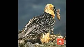 Bearded Vulture Nests Hold Trove Of Centuries-Old Artifacts