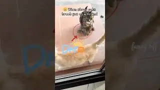 ❤️😸#love #friends The Stray cats bring their favorite food as gifts to their human friends’ door