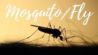 FLY / MOSQUITO BUZZING SOUND - WHITE NOISE - 1HOUR
