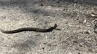 Cottonmouth displaying open mouth defense. Snake Road, IL 031425