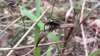 Novatilla barnardi - Orange-black stink bug