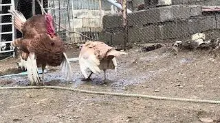 Turkeys Mating Dance 🦃🦃💃🕺✨🌿