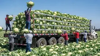 Farmers Biggest Wins 2025 🔥 31 Unbelievable Fruit and Vegetable Harvests In America